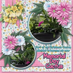 Memorial Day Cactus