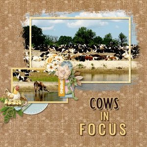 CowsInFocus_ollitko_600.jpg