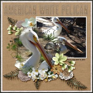 12-4-American White Pelican small.jpg