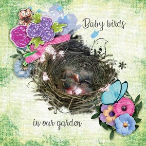 Baby-birds.jpg