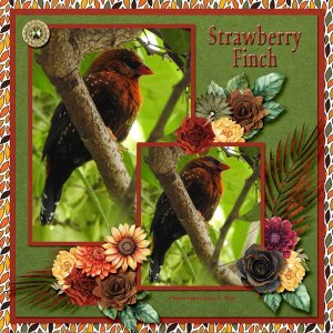 26-6-Strawberry Finch small.jpg