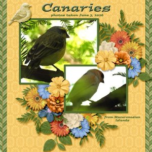 26-6-Canaries small.jpg