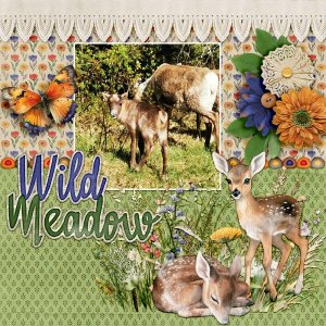 Wild-meadow.jpg