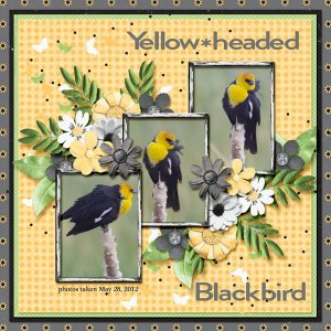 12-5-Yellow-headed Blackbird small.jpg