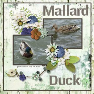 12-5-Mallard small.jpg