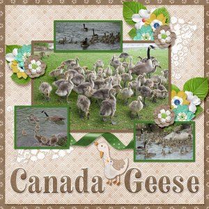 12-5-Canada Geese small.jpg