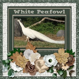 12-5-White Peafowl small.jpg