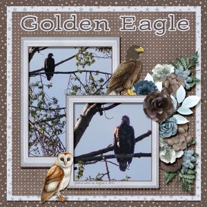 13-8-Golden Eagle small.jpg