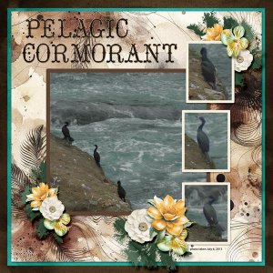 13-7-Pelagic Cormorant small.jpg