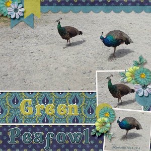 13-7-Green Peafowl small.jpg