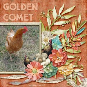 13-7-Golden Comet small.jpg