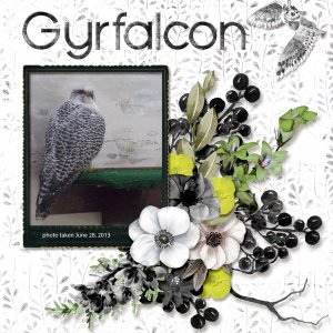 13-6-Gyrfalcon small.jpg
