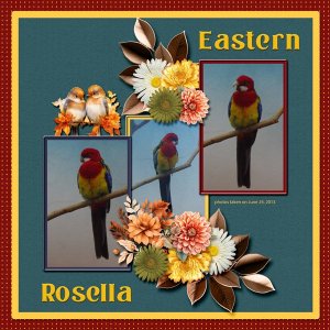 13-6-Eastern Rosella small.jpg