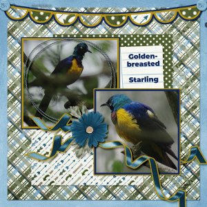 13-6-Golden-breasted Starling small.jpg