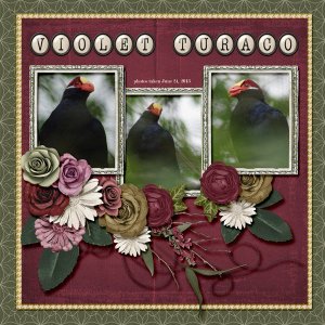 13-6-Violet Turaco small.jpg