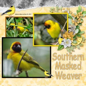 13-6-Southern Masked Weaver small.jpg
