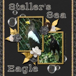 13-6-Steller's Sea Eagle small.jpg