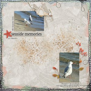 Seagulls