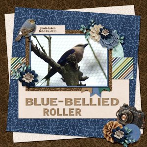 13-6-Blue-bellied Roller small.jpg