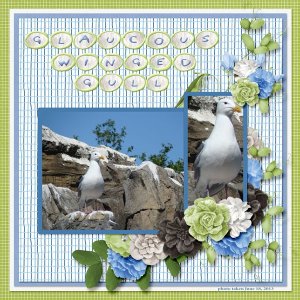 13-6-Glaucous-winged Gull small.jpg