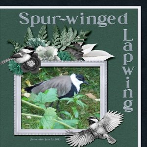 13-6-Spur-winged Lapwing small.jpg