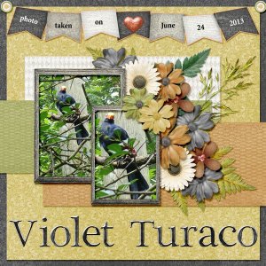 13-6-Violet Turaco small.jpg