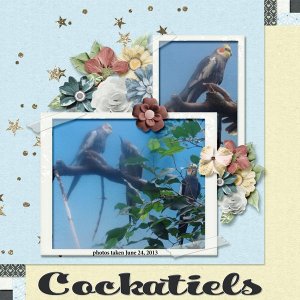 13-6-Cockatiels small.jpg
