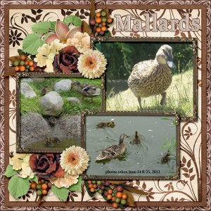 13-6-Mallards small.jpg