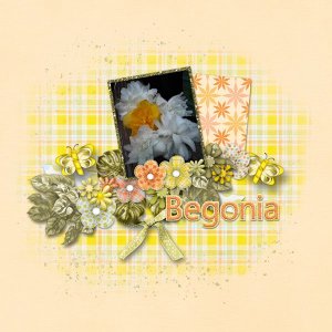 Begonia