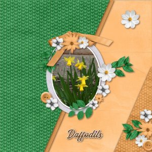 Daffodils
