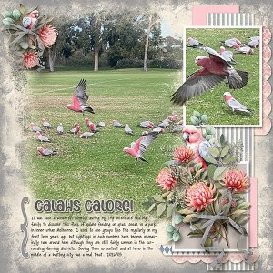 galahsGalore.webcopy.jpg