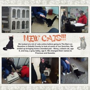 03-New-cats.jpg