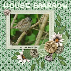 14-4-House Sparrow small.jpg