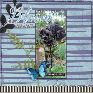 Bat-Flower-webv.jpg