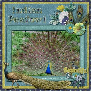 14-4-Indian Peafowl small.jpg