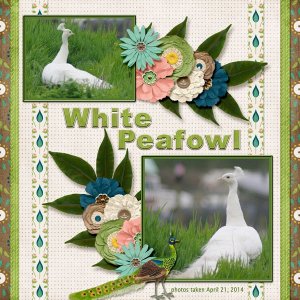 14-4-White Peafowl small.jpg