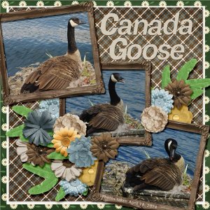 14-4-Canada Goose small.jpg