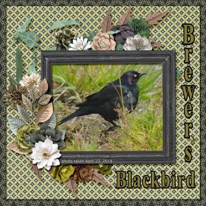 14-4-Brewer's Blackbird small.jpg