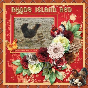 14-5-Rhode Island Red small.jpg