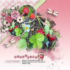 Strawberry-Plants.jpg