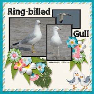14-7-Ring-billed Gull small.jpg