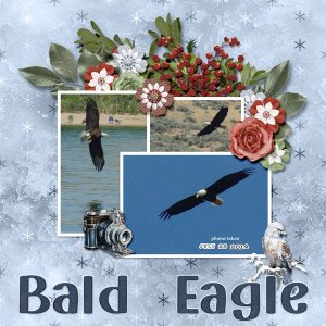 14-7-Bald Eagle small.jpg
