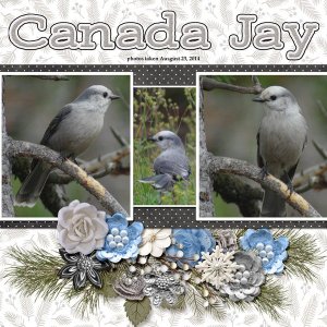 14-8-Canada Jay small.jpg