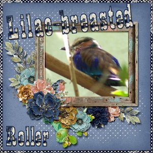 14-6-Lilac-breasted Roller small.jpg