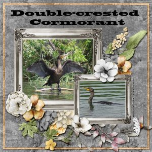 14-8-Double-crested Cormorant small.jpg