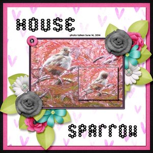12-6-House Sparrow small.jpg