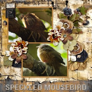14-6-Speckled Mousebird small.jpg