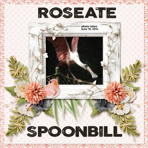 14-6-Roseate Spoonbill small.jpg
