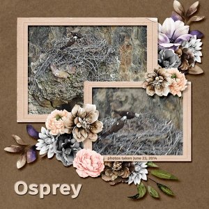 14-6-Osprey small.jpg