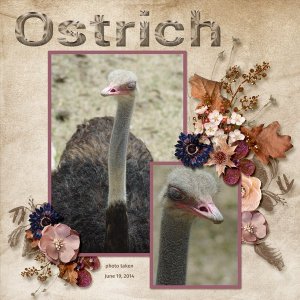 14-6-Ostrich small.jpg